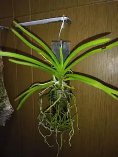 2025年最新】洋蘭 バンダの人気アイテム - メルカリ