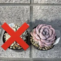 mi様専用　多肉植物　グレイスノー