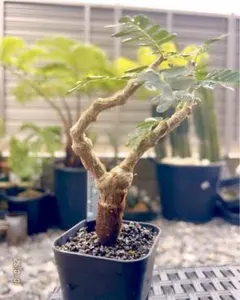 2026年最新】センナメリディオナリス 実生の人気アイテム - メルカリ