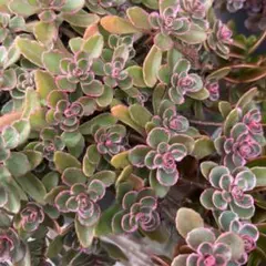 多肉植物 セダム 斑入り トリカラー 抜き苗 1ポット - メルカリ