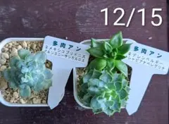 2025年最新】シャビアナの人気アイテム - メルカリ