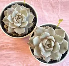 黄　多肉植物　白牡丹錦　2苗セット　 カット苗