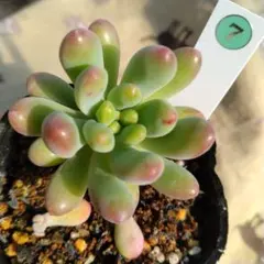 2025年最新】乙女心 多肉植物の人気アイテム - メルカリ