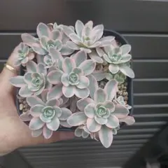 数量限定♡子持ち蓮華錦 鏡花 カット苗 多肉植物 数量限定♡子持ち蓮華錦 鏡花 カット苗 多肉植物