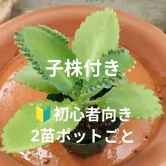 多肉植物【2苗ポットごと】マザーリーフ 子宝草