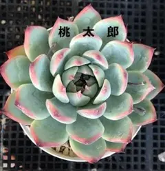 桃太郎 多肉植物 エケベリア 抜き苗 7-13のサムネイル