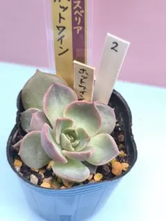 おらいさん苗札付きミックスベリア サンセットグレイ - メルカリ