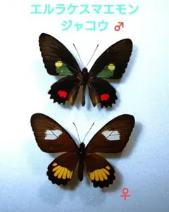 2026年最新】昆虫標本の人気アイテム - メルカリ