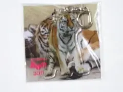 最後/釧路市動物園/トラ/ココア/アクリルキーホルダー