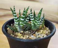 하오르키아초벨리바 하워티옵시스 '초베리바' ☆ 제거된 묘목