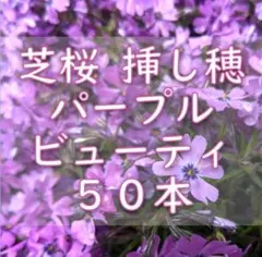 ちぃ様 リクエスト 2点 まとめ商品 パープル50本　濃いピンク100本