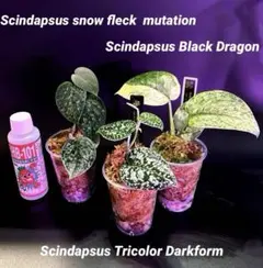2026年最新】SCINDAPSUSの人気アイテム - メルカリ
