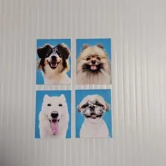 赤の他人の笑う犬の証明写真　ポメラニアン　シベリアンハスキー
