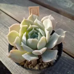 2025年最新】クリスペートビューティーの人気アイテム - メルカリ