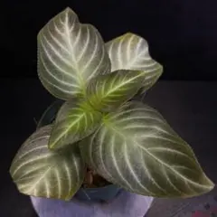 ギムノスタギウム(アカンサセアエ)sp西カリマンタン/パルダリウム/熱帯植物