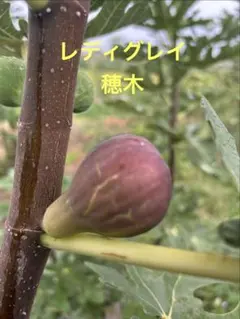 2026年最新】いちじく穂木の人気アイテム - メルカリ