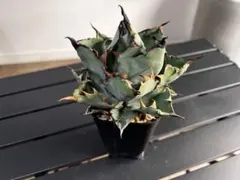 空ツバメ様 リクエスト 2点 まとめ商品