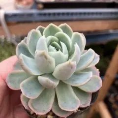 ななつ様 リクエスト 3点 まとめ商品