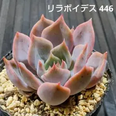 多肉植物　レッドラインエレガンス　抜き苗 多肉植物 レッドラインエレガンス 抜き苗 - メルカリ