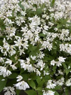 akii様 リクエスト 2点 まとめ商品