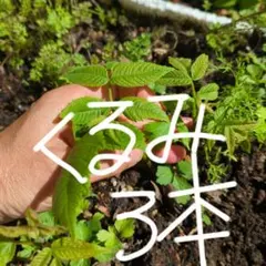 2026年最新】胡桃盆栽の人気アイテム - メルカリ