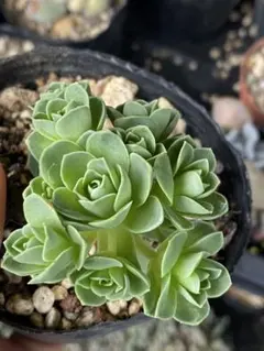 多肉植物 グリーノビア　ドドランタリス 抜き苗のサムネイル