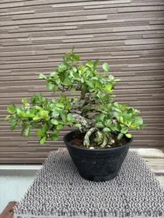 ハリツルマサキ マッコウ 沖縄盆栽 塊根 灌木 - メルカリ