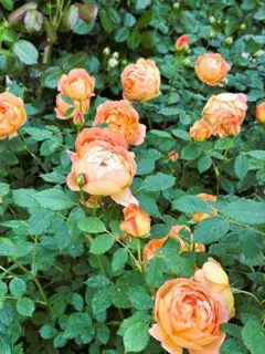 バラ 挿し木苗（発根済み） - メルカリ