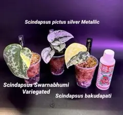 スキンダプサス スノーフレック ミューテーション ダークフォーム