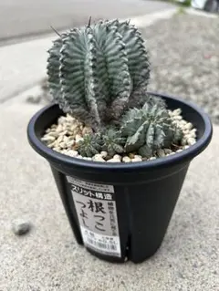 【鉢のまま発送】ユーフォルビア　ホリダ　群生　トリコーム　スノー　サボテン 鉢のまま発送】ユーフォルビア ホリダ 群生 トリコーム スノー