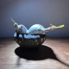 希少　現地球　パキポディウム　グラキリス　ダブルヘッド　四枝　２頭　超美株　良形 パキポディウム グラキリス 2頭 現地球 発根済み 鉢付き - メルカリ