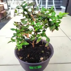 2026年最新】ジャボチカバの人気アイテム - メルカリ