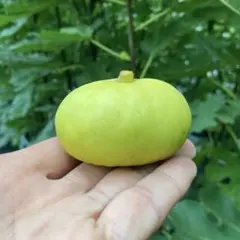 2026年最新】いちじく沼の人気アイテム - メルカリ