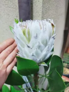 2025年最新】キングプロテア ホワイト苗の人気アイテム - メルカリ