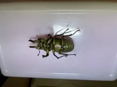 ナンベイオオチャバネゴキブリ（マンモスゴキブリ） - メルカリ
