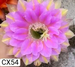 VJ MiiKo-CRAFTWORKS-様 リクエスト 2点 まとめ商品