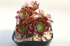 アエオニウム サラダボール 1苗 抜き苗 多肉植物 - メルカリ