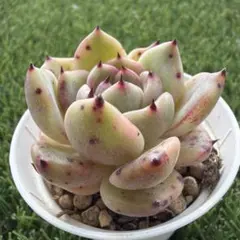2026年最新】多肉植物ラウリンゼ×そわそわの人気アイテム - メルカリ