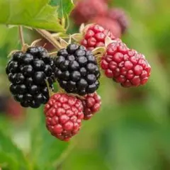 果樹苗木 バーミーズグレープ(Burmese Grape) か*き様 果樹苗木 バーミーズグレープ(Burmese Grape) - メルカリ