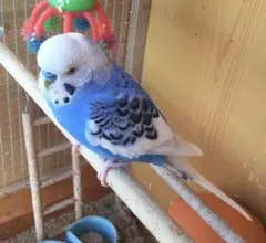 みずくみオリオン様確認専用