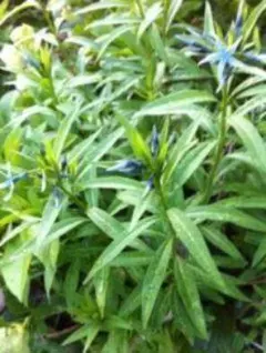 クローバー様ご専用です