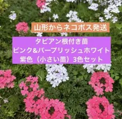 2026年最新】花苗の人気アイテム - メルカリ