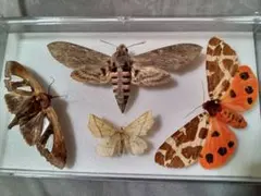 セクロピアサン 蛾の標本 額入り UVカット インテリアに◎ 黒が目立つ美品 セクロピアサン 蛾 標本 セクロピアサン 蛾の