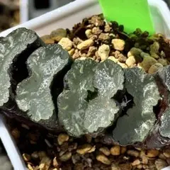 2025年最新】玉扇 ハオルチアの人気アイテム - メルカリ