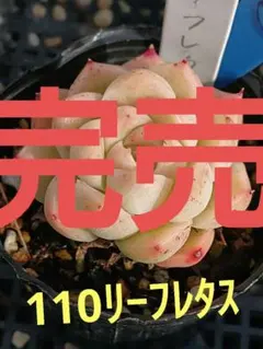 2025年最新】多肉植物の葉挿しの人気アイテム - メルカリ