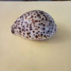 タカラガイ