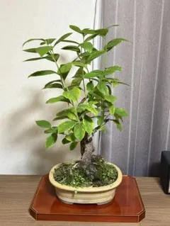 らっきょう竹苗木盆栽仕立て - メルカリ