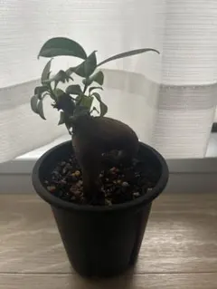 ガジュマル 観葉植物 水耕栽培