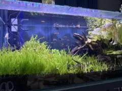 リトアク様ご提案用　天然水槽用流木　4組 リトアク様ご提案用 天然水槽用流木 4組 - メルカリ