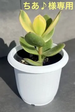 ちあ♪プロフ必読様 リクエスト 4点 まとめ商品